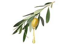 Olive Oil
